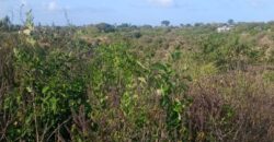 Affordable 2.5 Acres by the Ocean Creek Kilifi