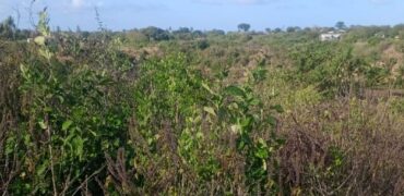 Affordable 2.5 Acres by the Ocean Creek Kilifi