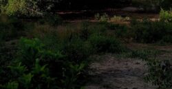 Affordable 2.5 Acres by the Ocean Creek Kilifi