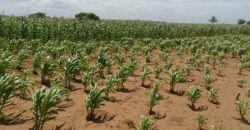 Affordable 7 Acres Beach Front Land For Sale in Kilifi