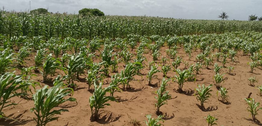 Affordable 7 Acres Beach Front Land For Sale in Kilifi