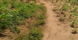 Affordable 7 Acres Beach Front Land For Sale in Kilifi