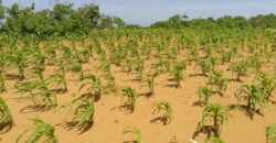 Affordable 7 Acres Beach Front Land For Sale in Kilifi