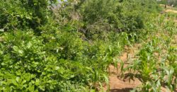 Affordable 7 Acres Beach Front Land For Sale in Kilifi