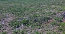 Prime Two Acres Land For Sale In Kilifi