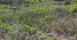 Prime Two Acres Land For Sale In Kilifi