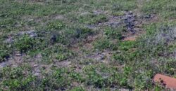 Prime Two Acres Land For Sale In Kilifi