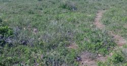 Prime Two Acres Land For Sale In Kilifi