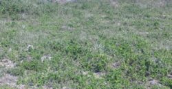 Prime Two Acres Land For Sale In Kilifi