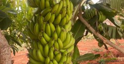 Prime 50 Acres Land In Embu