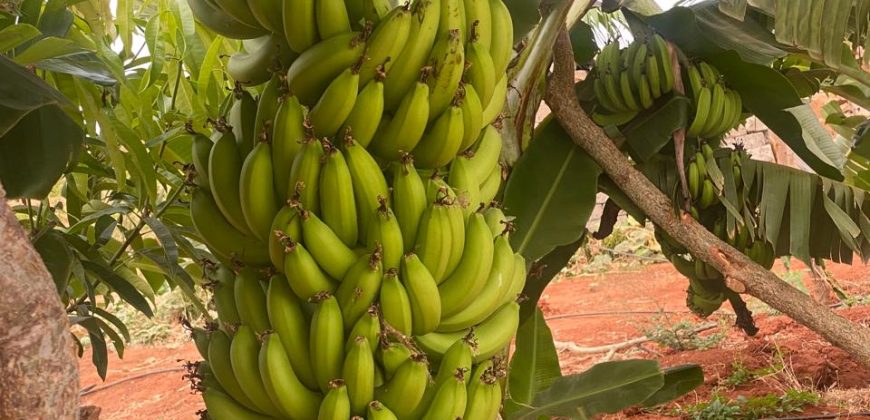 Prime 50 Acres Land In Embu