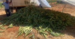 Prime 50 Acres Land In Embu