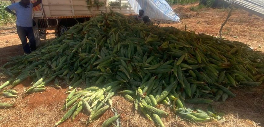 Prime 50 Acres Land In Embu