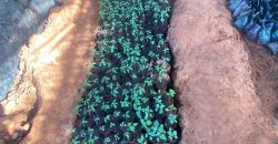 Prime 50 Acres Land In Embu