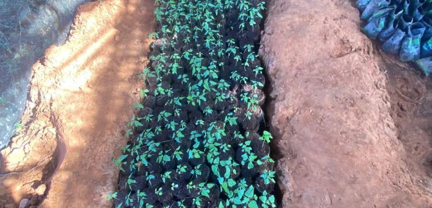 Prime 50 Acres Land In Embu