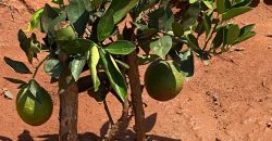 Prime 50 Acres Land In Embu