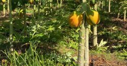 Prime 50 Acres Land In Embu