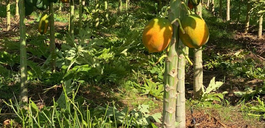 Prime 50 Acres Land In Embu