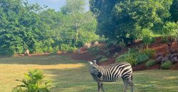 Ready For Occupation 3 Bedroom Villa in Vipingo