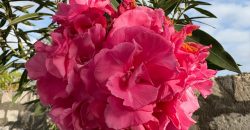 Fully Furnished Villa Near The Beach Malindi