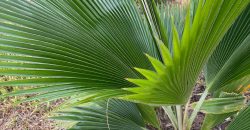 Fully Furnished Villa Near The Beach Malindi