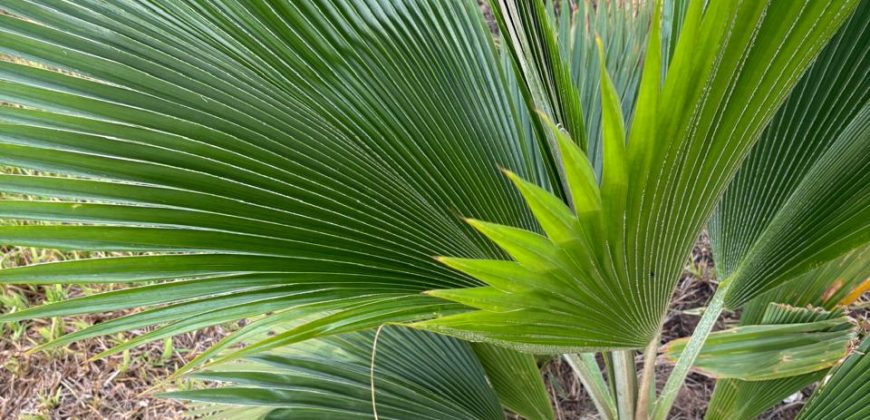 Fully Furnished Villa Near The Beach Malindi