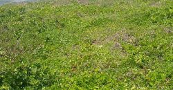 Prime 1 Acres Ocean Front For Sale in Kilifi