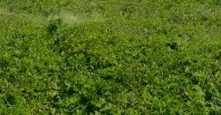 Prime 1 Acres Ocean Front For Sale in Kilifi