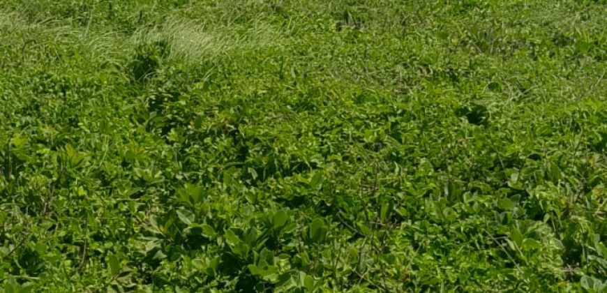 Prime 1 Acres Ocean Front For Sale in Kilifi