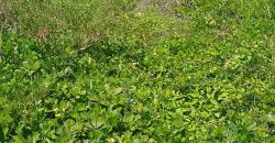 Prime 1 Acres Ocean Front For Sale in Kilifi