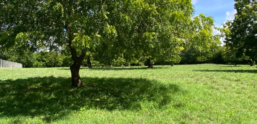 Prime Beach Front Land With Mature Indigenous Trees