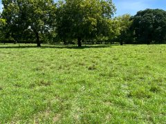 Prime Beach Front Land With Mature Indigenous Trees