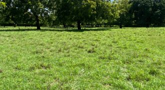 Prime Beach Front Land With Mature Indigenous Trees