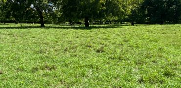 Prime Beach Front Land With Mature Indigenous Trees