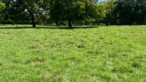 Prime Beach Front Land With Mature Indigenous Trees