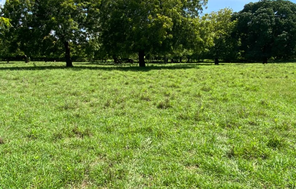 Prime Beach Front Land With Mature Indigenous Trees