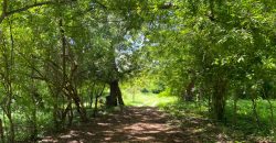 Prime Beach Front Land With Mature Indigenous Trees