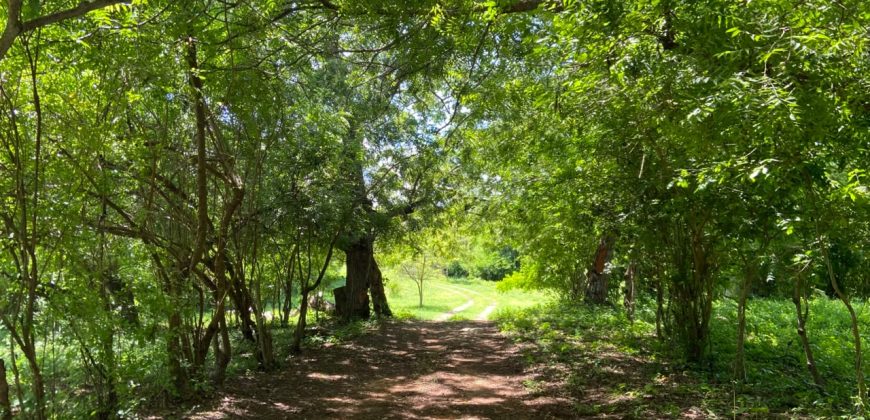 Prime Beach Front Land With Mature Indigenous Trees