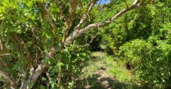 Prime Beach Front Land With Mature Indigenous Trees