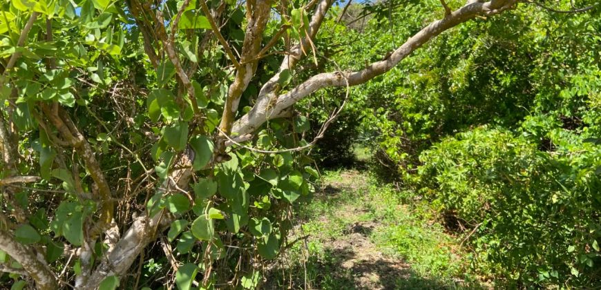 Prime Beach Front Land With Mature Indigenous Trees